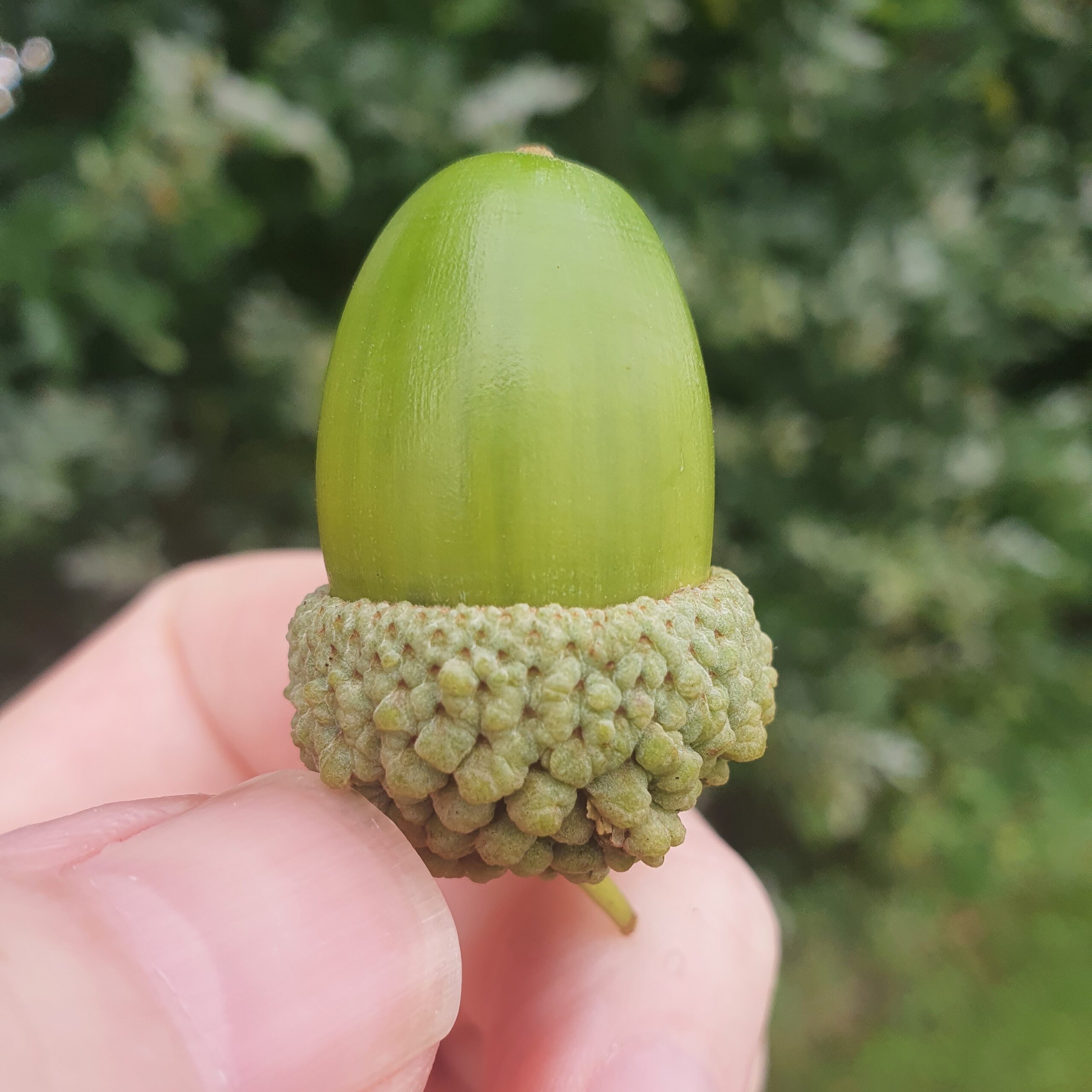 a perfect acorn