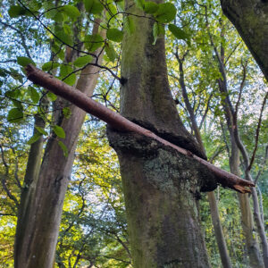 a tree that holds a stick