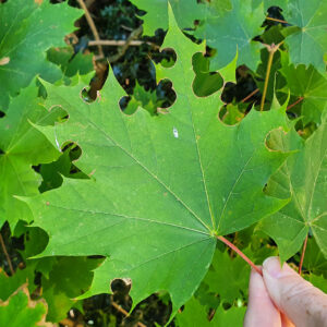 chewed oak leaves