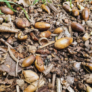 old acorns underfoot