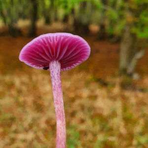 Amethyst Deceiver