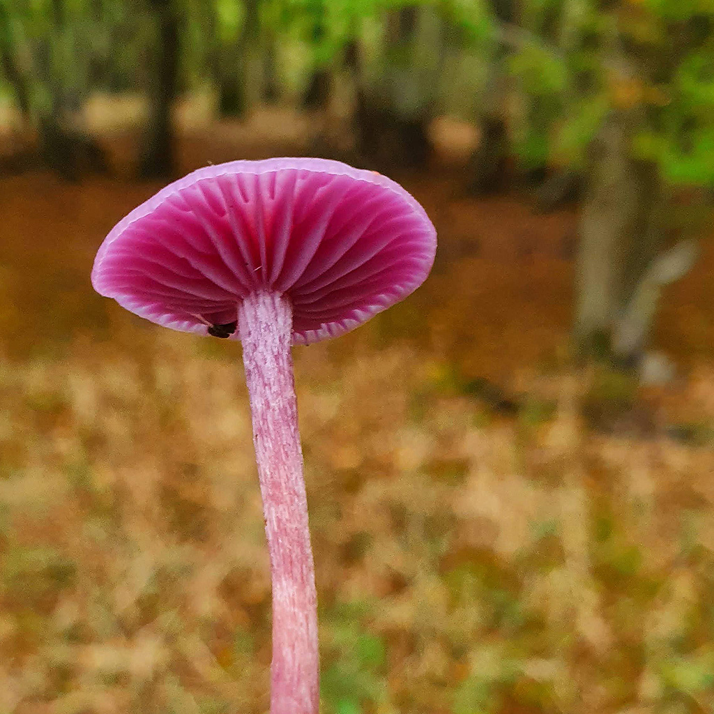 Amethyst Deceiver