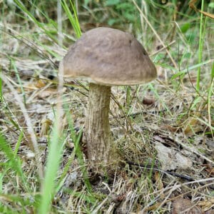 Hazel Bolete